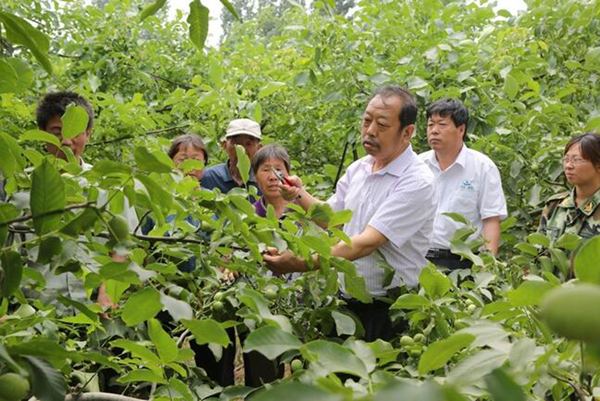 图为李保国在田间为田舍解说核桃栽培实用技术。